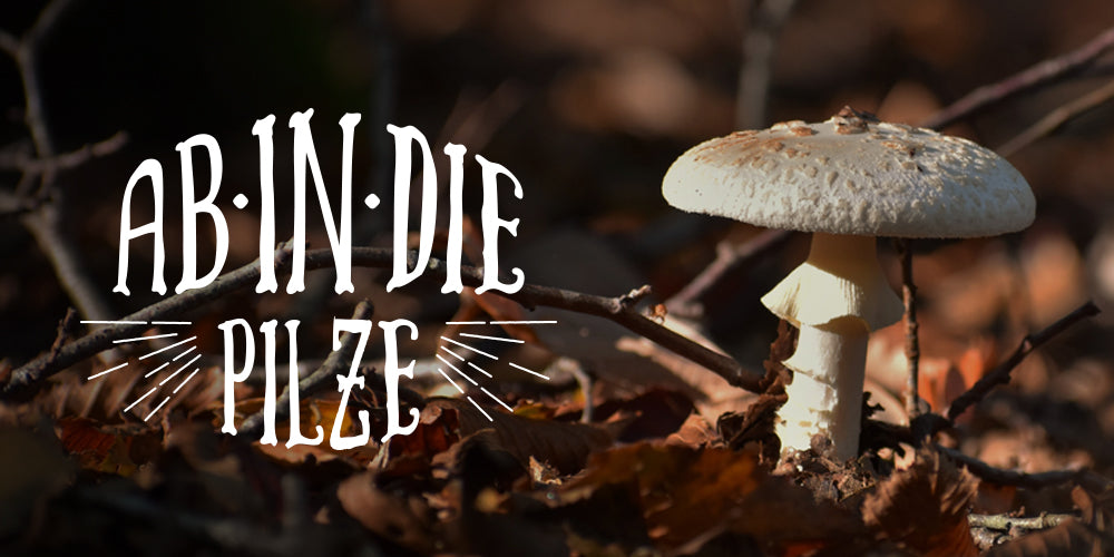 Ab in die Pilze